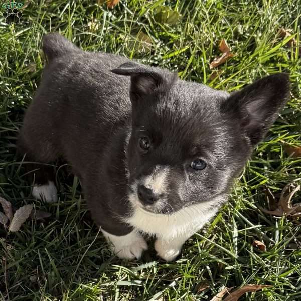 Caleb, Pembroke Welsh Corgi Puppy